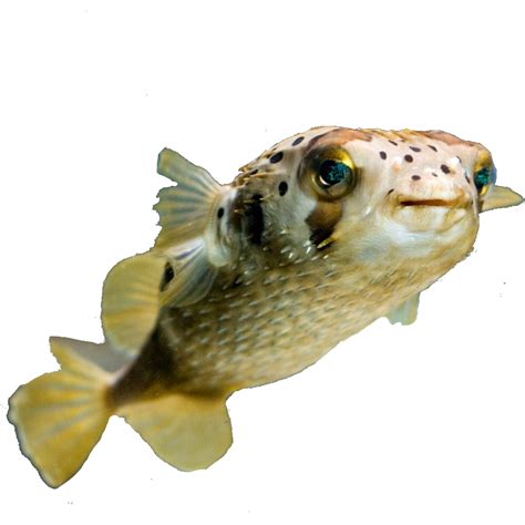fish